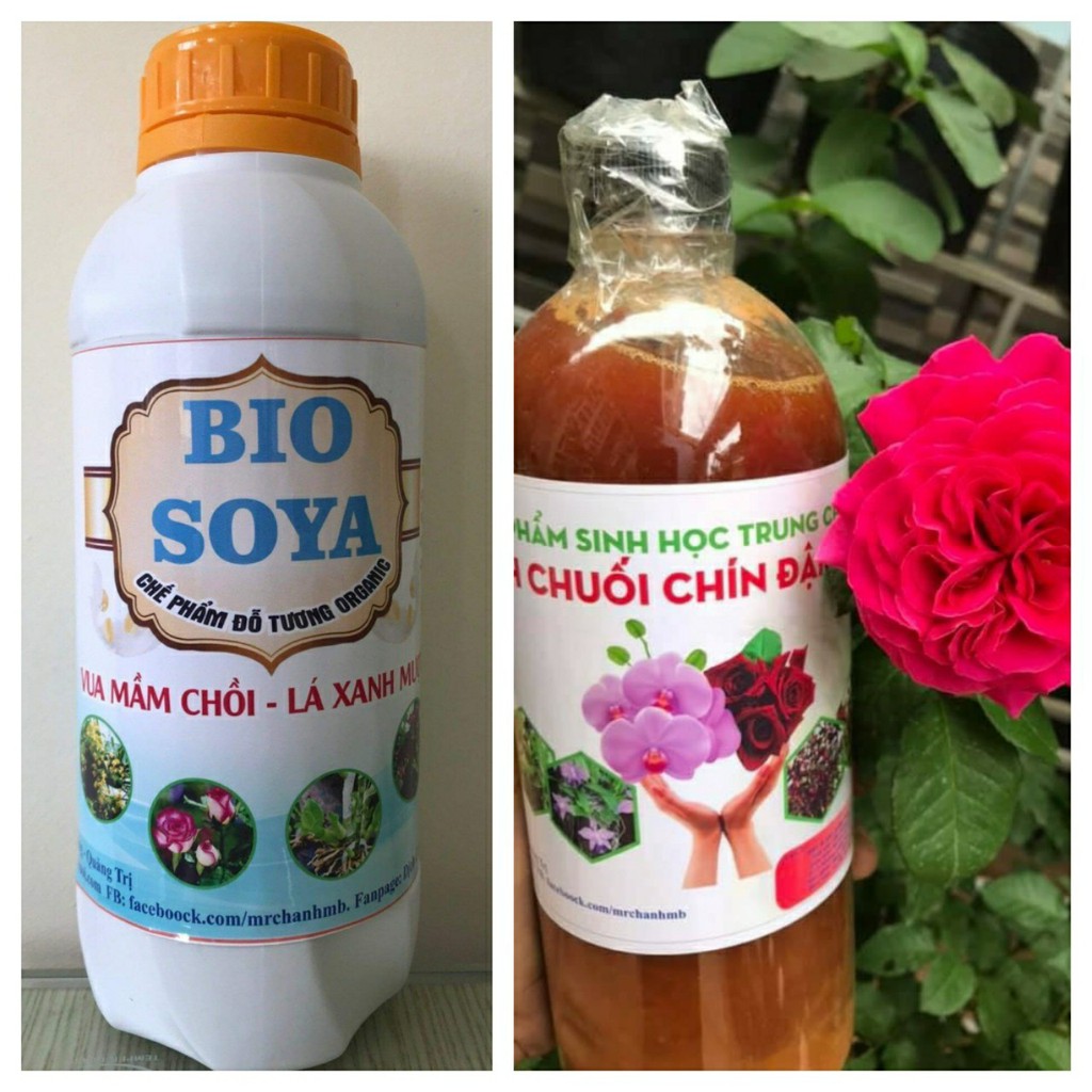 COMBO 1 lít DỊCH CHUỐI đậm đặc + 1 lít Phân bón đỗ tương giúp hoa to, lá bóng, xanh mượt, tăng kích thước hoa