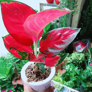 Phú quý đỏ giống độc lạ kèm chậu thuỷ tinh