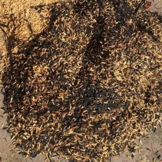 Vỏ trấu -500gr