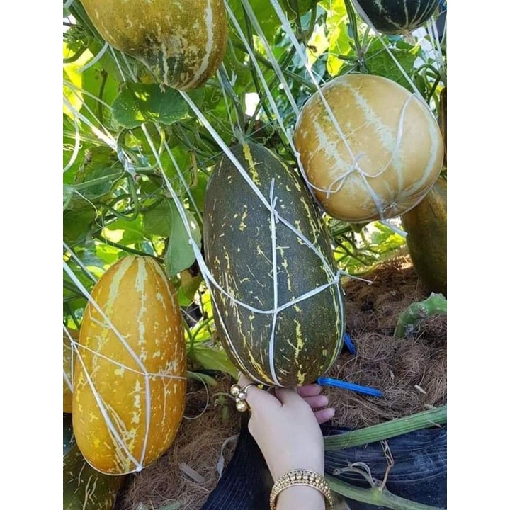 Dưa bở sáp dài Thái Lan
