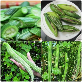 #Hạt_Giống_Mướp_Nhật + mướp_rắn ( tặng kèm kích mầm )
