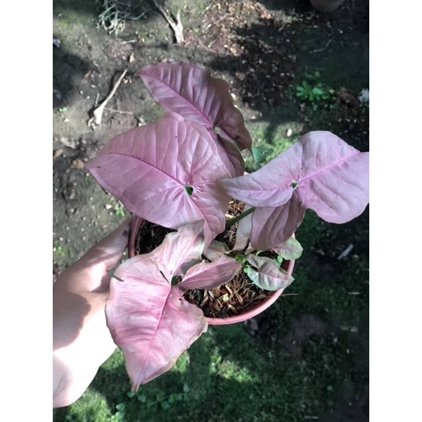 Cây giống trầu bà Hồng