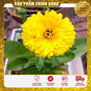 Hạt Giống Hoa Cúc Su Si Mix (50 hạt )