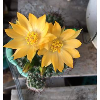 Xương rồng móc câu
