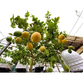 Giống chanh mỹ trái to vàng 4 tháng ra hoa