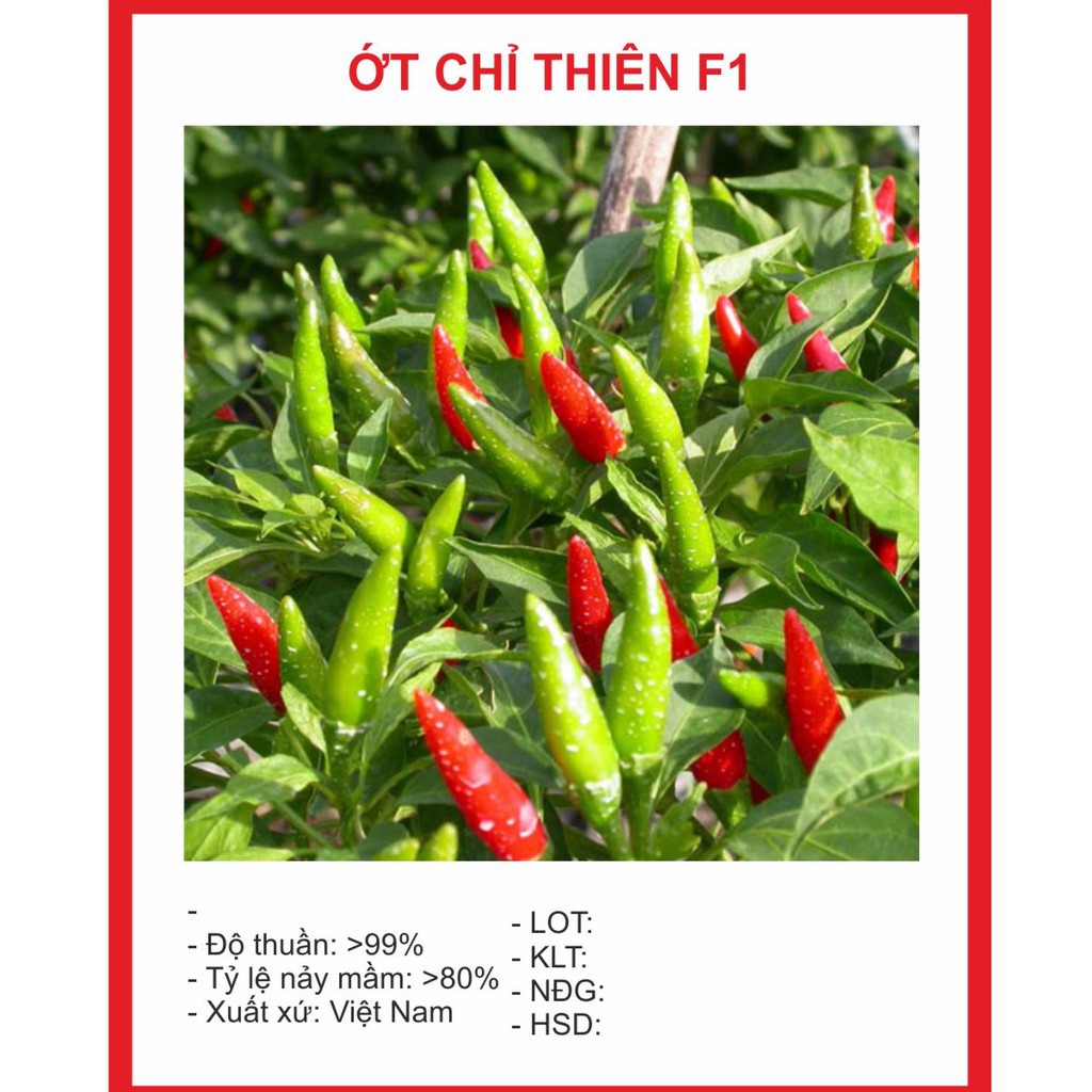 ( BOK GARDEN ) HẠT GIỐNG ỚT CHỈ THIÊN SIÊU CAY