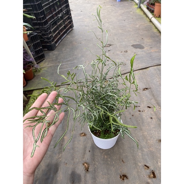 Chậu cứng lữ phụng tiên - Silver lace fern
