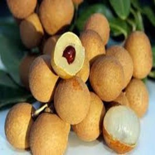 cây giống nhãn hạt lép thái lan - cây ăn quả