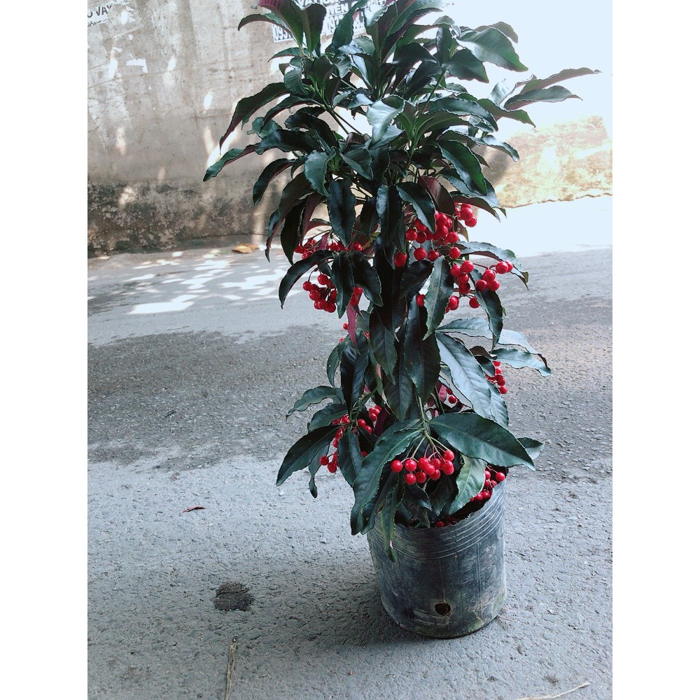 Cây Kim Ngân Lượng