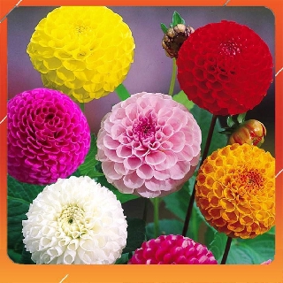 50h Hạt Giống Thược Dược Tổ Ong - Mix Màu (Dahlia variabilis) NNF1