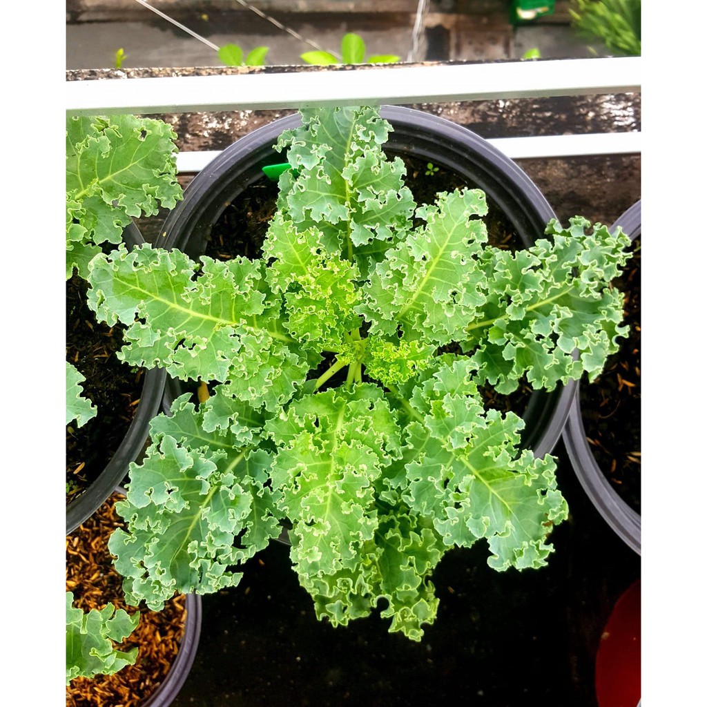 Cải Xoăn Xanh Kale Giống Năng Xuất Cao Chống Chịu Sâu Bệnh 20 Hạt