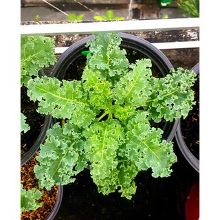 🌟Cải Xoăn Xanh Kale🌟 Giống Năng Xuất Cao Chống Chịu Sâu Bệnh 50 Hạt