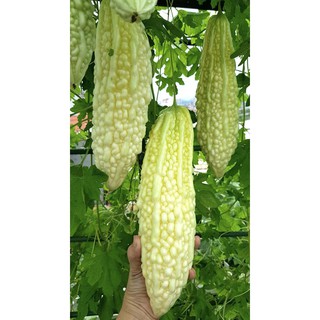 Hạt giống khổ qua bạch tuyết ( khổ qua trắng 5 hạt )