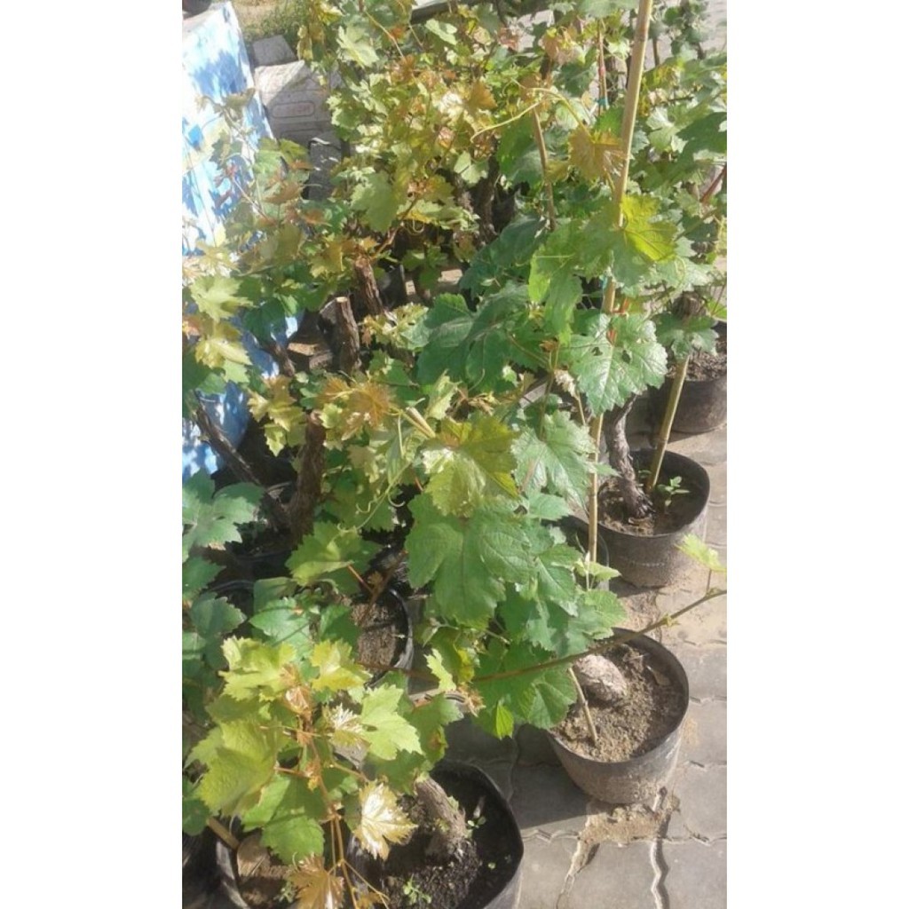 CÂY GIỐNG NHO NGÓN TAY