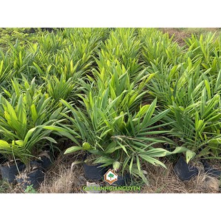 Cây cọ giống
