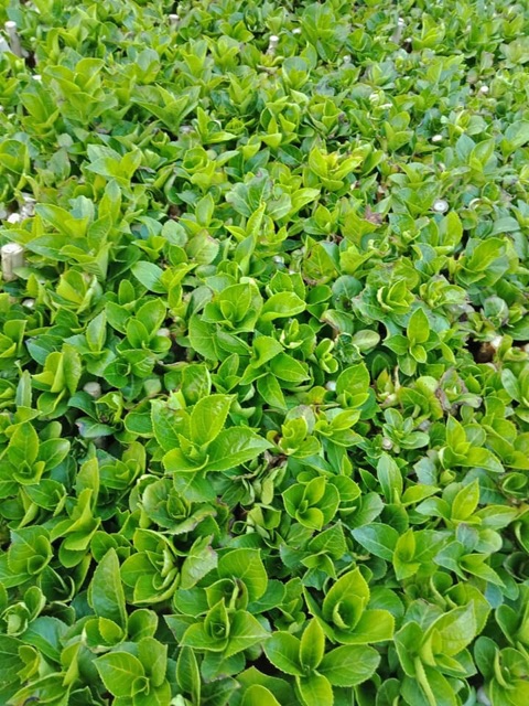 Cẩm tú cầu giống đổi màu theo độ PH (mua 10 tặng 1)