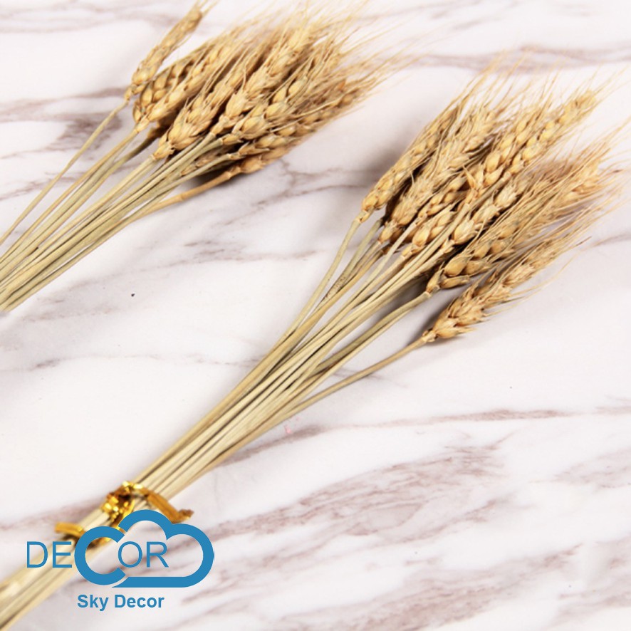 BÓ LÚA MẠCH TRANG TRÍ NHÀ CỬA, ĐẠO CỤ CHỤP ẢNH SẢN PHẨM - Sky Decor