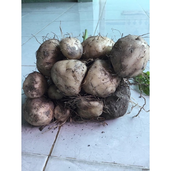 Bột Nưa Nguyên Chất 100%