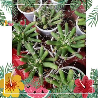 Green Garden -- Xương rồng chuối ! o.Ô >< .