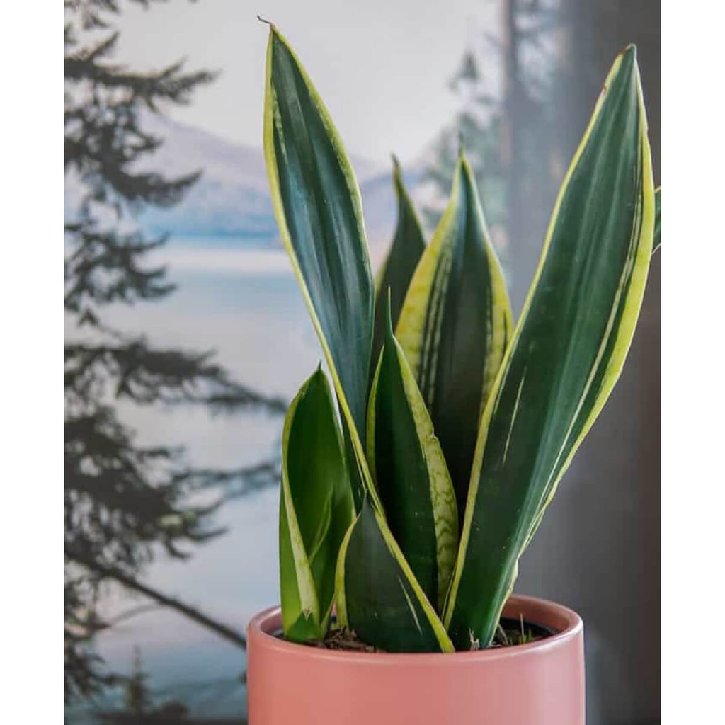 Cây Sansevieria trifasciata Black Gold (Lưỡi Hổ Hoàng Kim) chậu nhựa