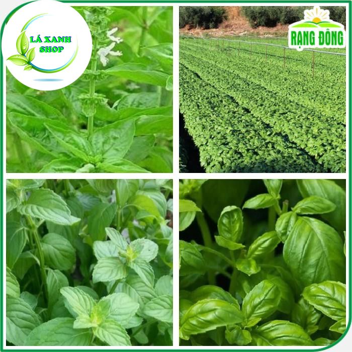 Hạt giống Rau Thơm Sả (É Trắng) Sinh Trưởng Mạnh, Trồng Quanh Năm (gói 5 gram) - Hạt Giống Rạng Đông