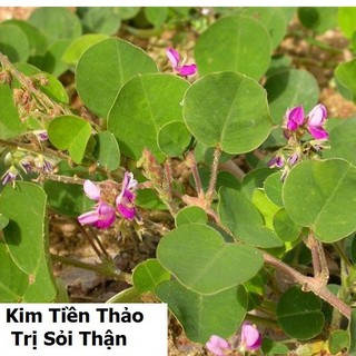 Hạt giống Kim tiền thảo ( cây dược liệu ) 50 hạt (TẶNG gói kích thích hỗ trợ hạt nảy mầm)