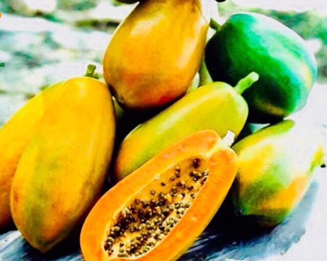 Hạt giống đu đủ thái, đu đủ lùn ruột vàng siêu trái