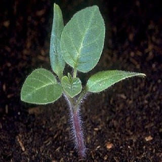 CÂY GIỐNG CÀ DÁI DÊ