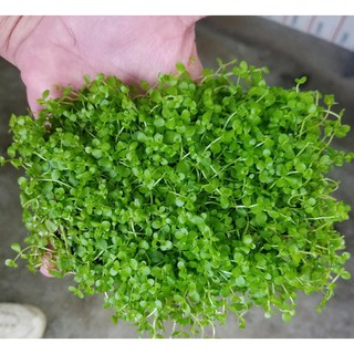 Hạt giống cỏ thủy sinh gói bé