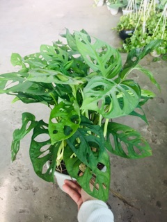 TRẦU BÀ LÁ LỔ