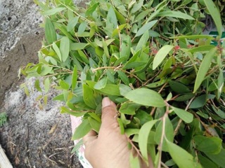 Tinh dầu tràm