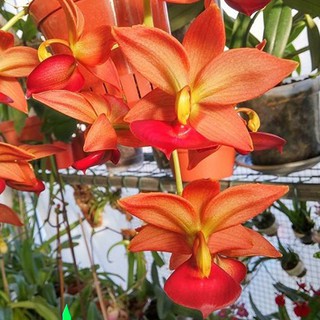 lan thiên nga cam cây giống