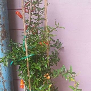 Cây lựu Thái (lùn) trái đỏ ngọt  (cây chắc khỏe đang có hoa sắp trái)