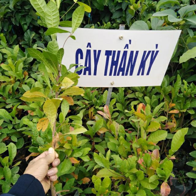 Cây thần kỳ...