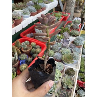 Sen đá đá nâu- gốc thụ- size bầu