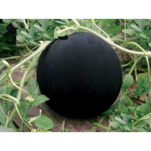 hạt giống dưa hấu đen ruột đỏ 10 hạt TÊT SALE ĐỒNG GIÁ SHOP MỚI