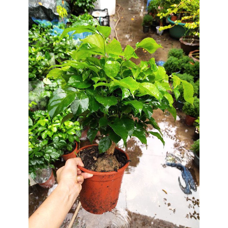 Cây hạnh phúc, cây phong thủy để bàn