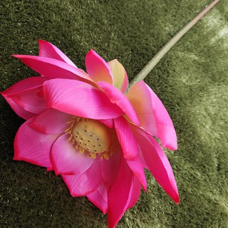 Hoa sen vải lụa bông lớn 22-25cm