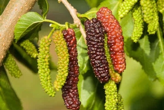 Cây dâu tằm Đài loan