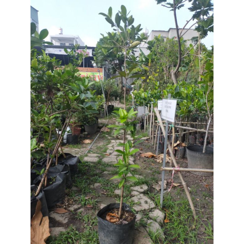 cây cherry Brazil sắp ra hoa