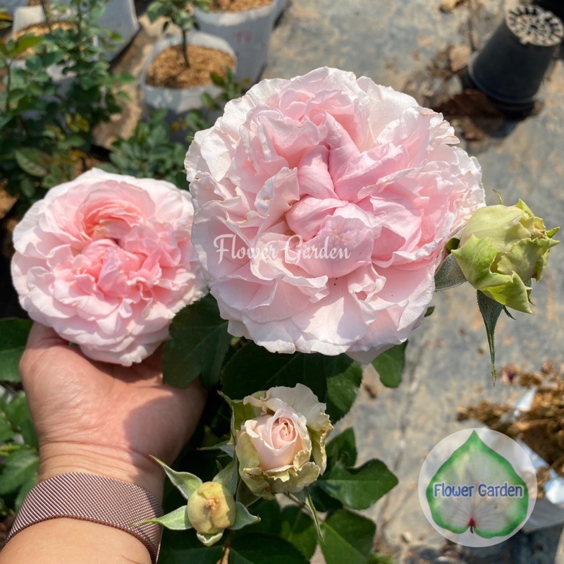 F478 Rose English Miranda (Miranda) Rất thơm * Gửi kèm hoa * Hoa đẹp Cửa bền Dễ trồng đám cưới