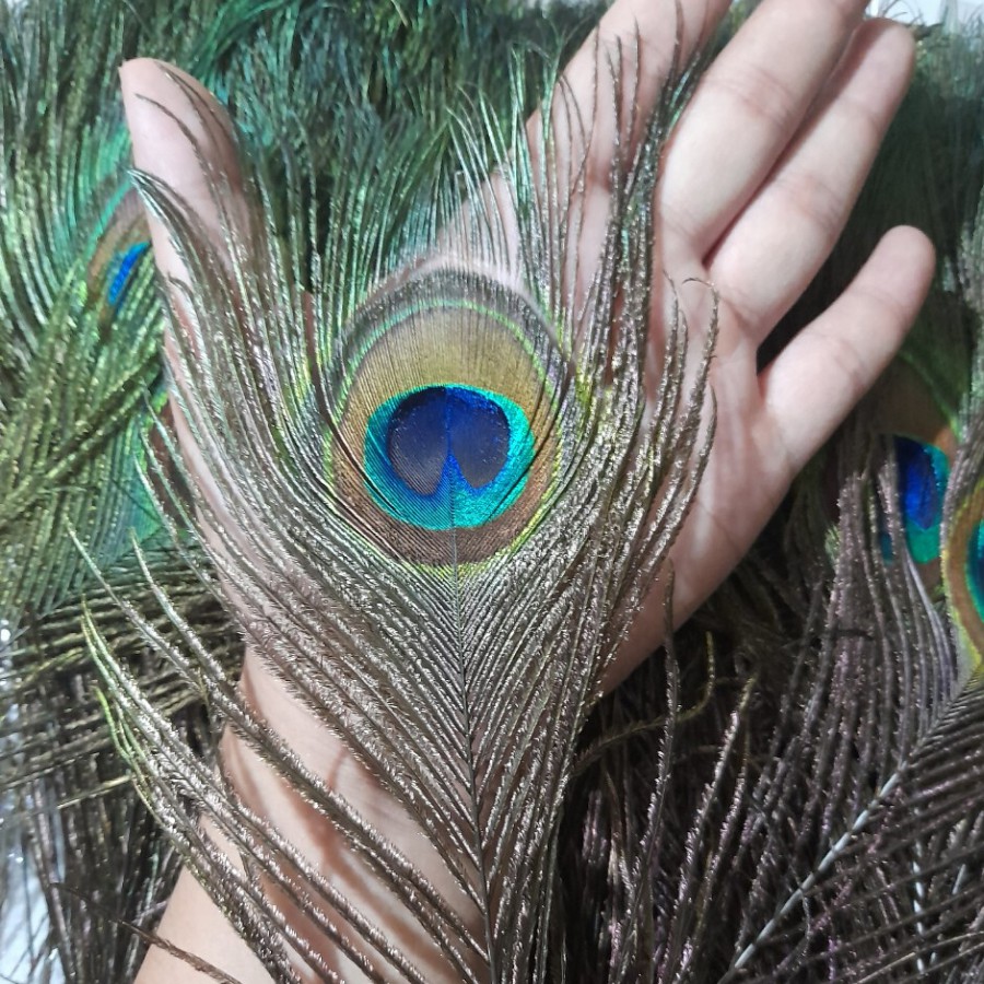 Lông Công 25-30cm Mắt to 4-6cm