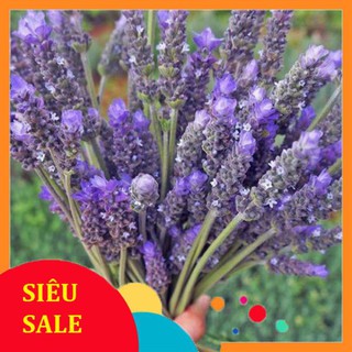 Hạt Giống Hoa Oải Hương/Lavender (100 Hạt) - [MUA 3 TẶNG 1 CÙNG LOẠI] THU THUY
