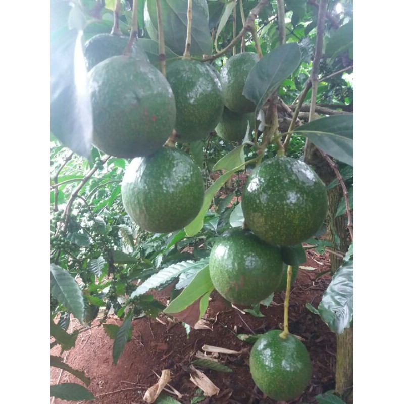 Bơ booth Di Linh Lâm Đồng