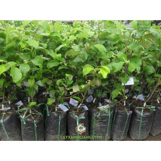 Cây táo thái siêu trái (cho trái siêu sớm)