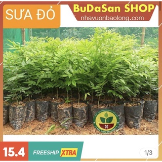 Combo 10 cây sưa đỏ, sưa gỗ đỏ, cây giống chuẩn giá tại vườn