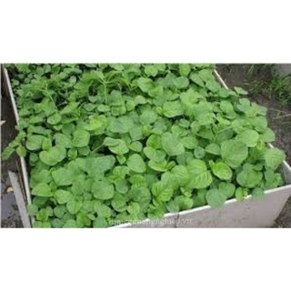HẠT GIỐNG RAU DỀN CƠM RD86