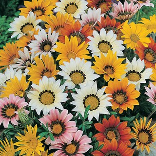 Hạt giống hoa cúc huân chương (cúc gazania) nhiều màu