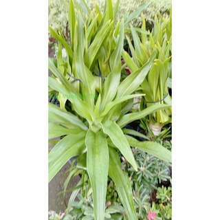 Cây Đại Tướng Quân Cao 1m (chỉ giao hoả tốc)