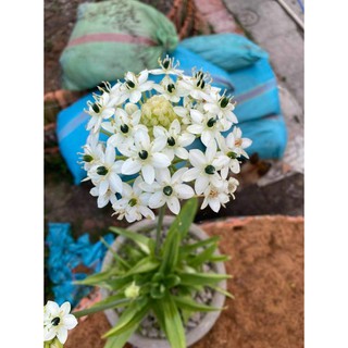 Củ giống hoa thiên nga - 1 củ - STHG2